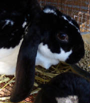 dottie.jpg
